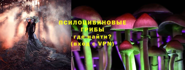 прущие грибы Абинск